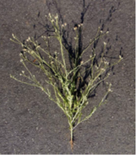 Desert Knapweed - Volutaria tubuliflora